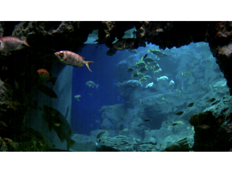 日本デジタル水族館×おうちハック！、自宅と水族館をつなぐ新企画をスタート