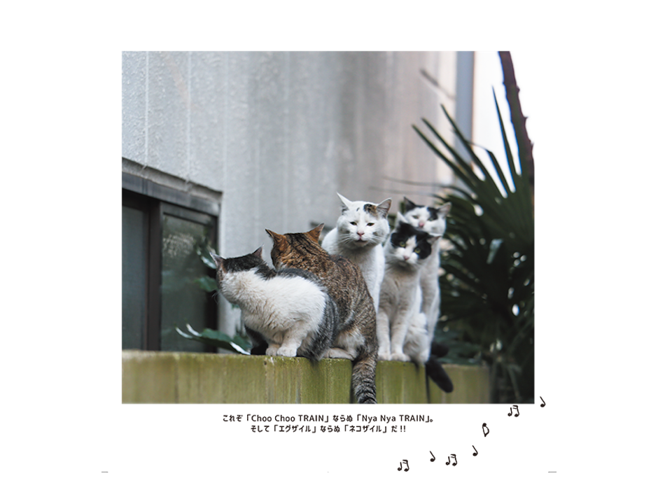 『必死すぎるネコ』の写真家最新作『おどるネコうたうネコ』、KADOKAWAより刊行