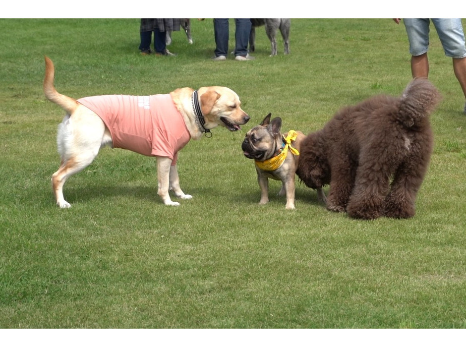 色んなサイズの犬たちが楽しく遊ぶ様子に癒される