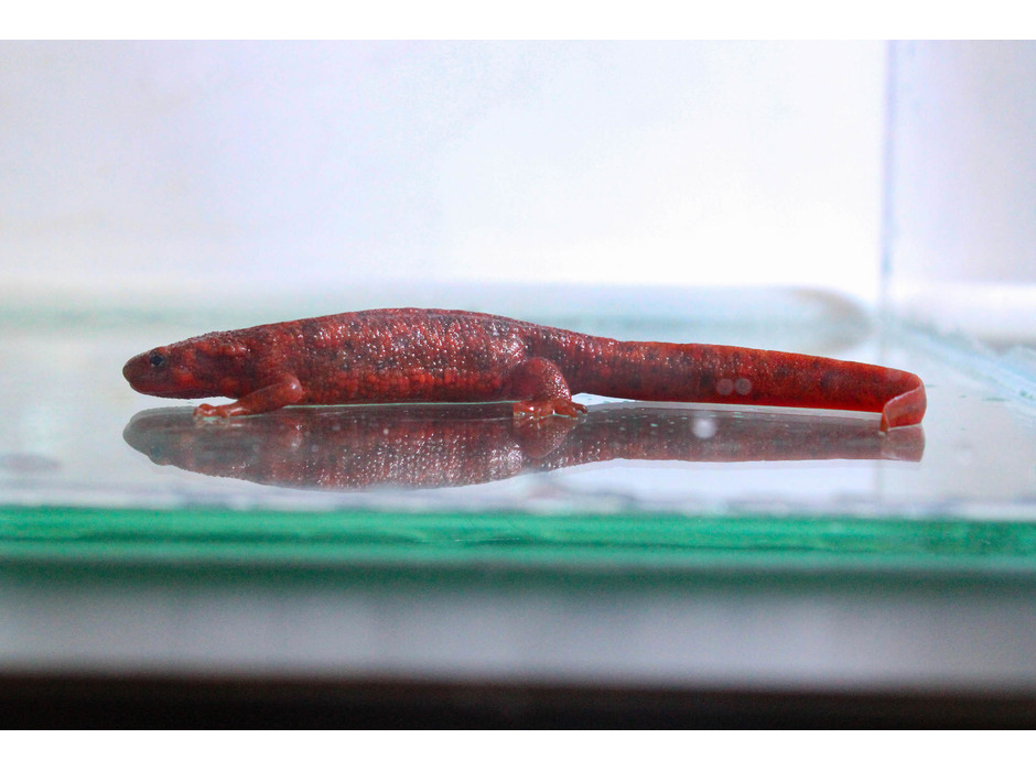 神戸市立須磨海浜水族園、「全身真っ赤なアカハライモリ」を展示