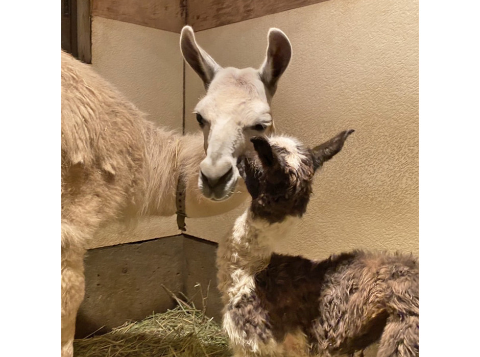 伊豆シャボテン動物公園でラマの赤ちゃんが誕生