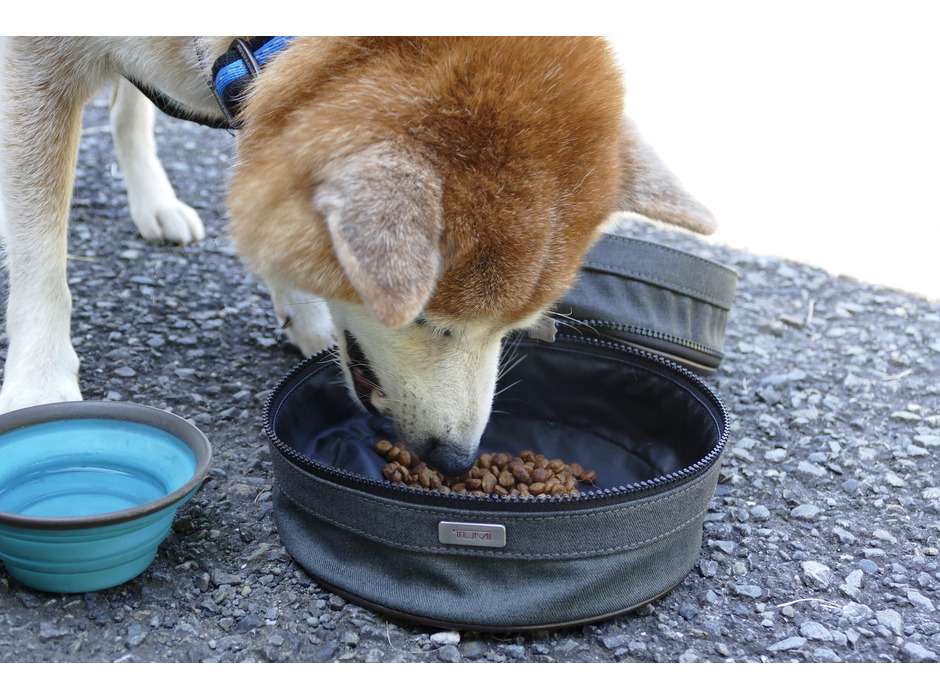 柴犬のハル