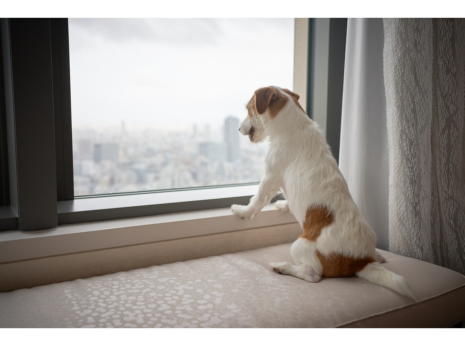 マンダリン オリエンタル 東京、愛犬と宿泊可能なサービスを開始