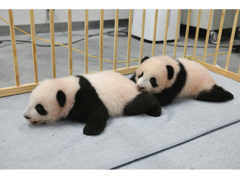 上野動物園の双子パンダ。左がオスの「シャオシャオ」、右がメスの「レイレイ」(103日齢)