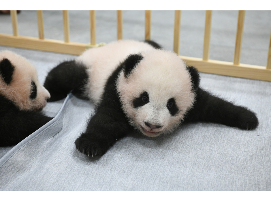 上野動物園のパンダの赤ちゃん、オスの「シャオシャオ」(103日齢)
