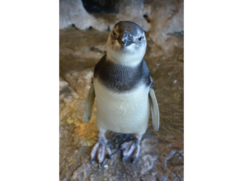 30周年記念セレモニー。5月7日に孵化したマゼランペンギンの愛称も発表される