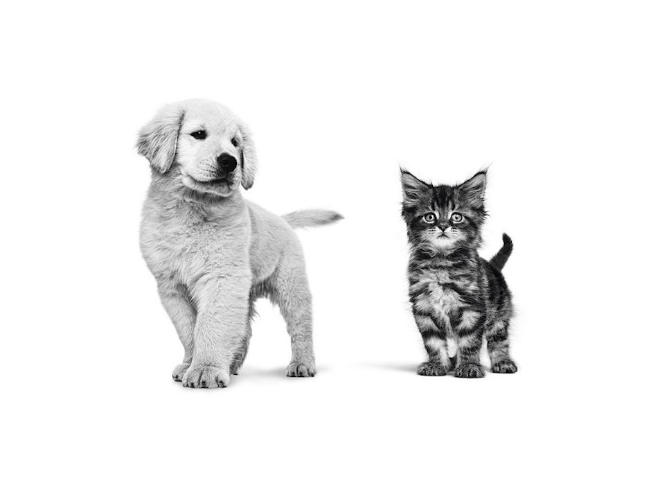 ロイヤルカナン ジャポン、「愛犬・愛猫の健康診断受診に関する実態及び意識調査」を実施