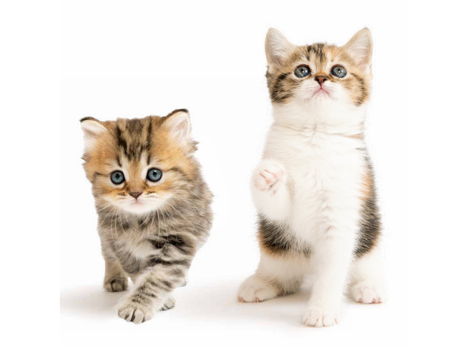 カレンダー「ずっといっしょ。子猫カレンダー2022」発売