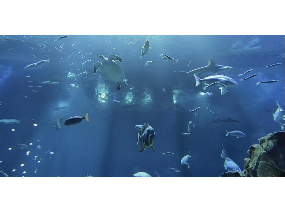 アクアワールド茨城県大洗水族館、海の動物や魚などのマルチアングル映像を有料配信