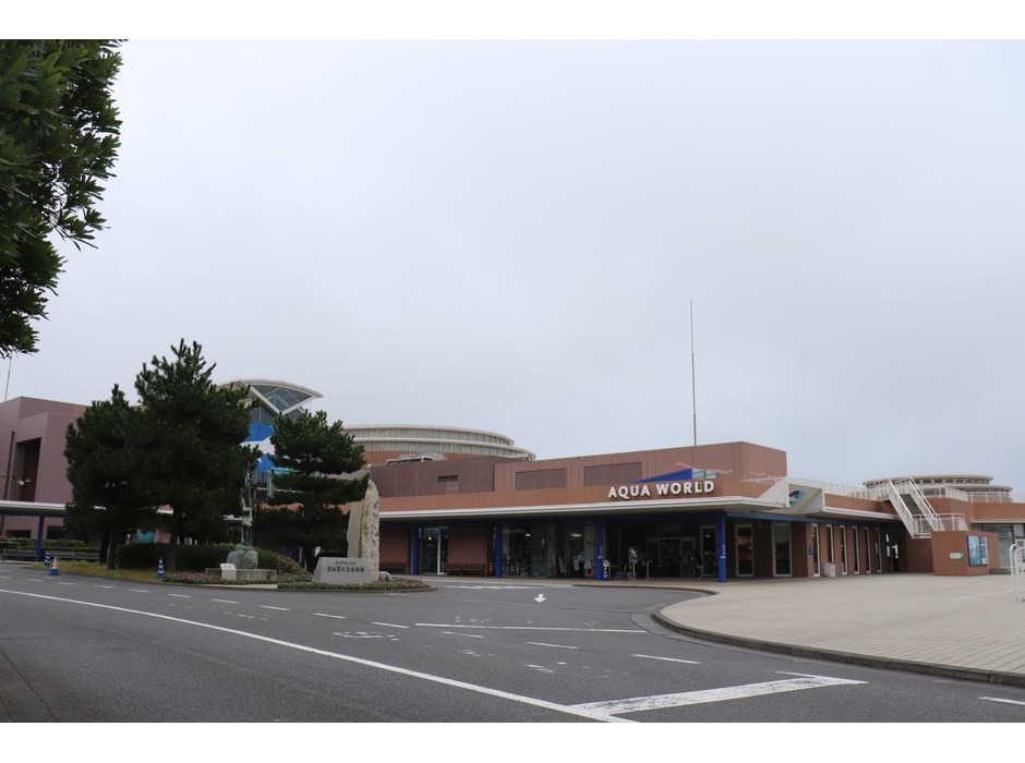 アクアワールド茨城県大洗水族館でシロワニの赤ちゃんがデビュー