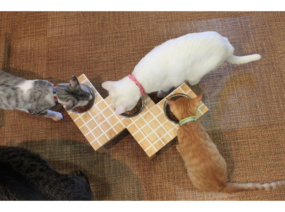 タハラ、ペットの快適な暮らしに向けて「階段ねこンテスト」を開催