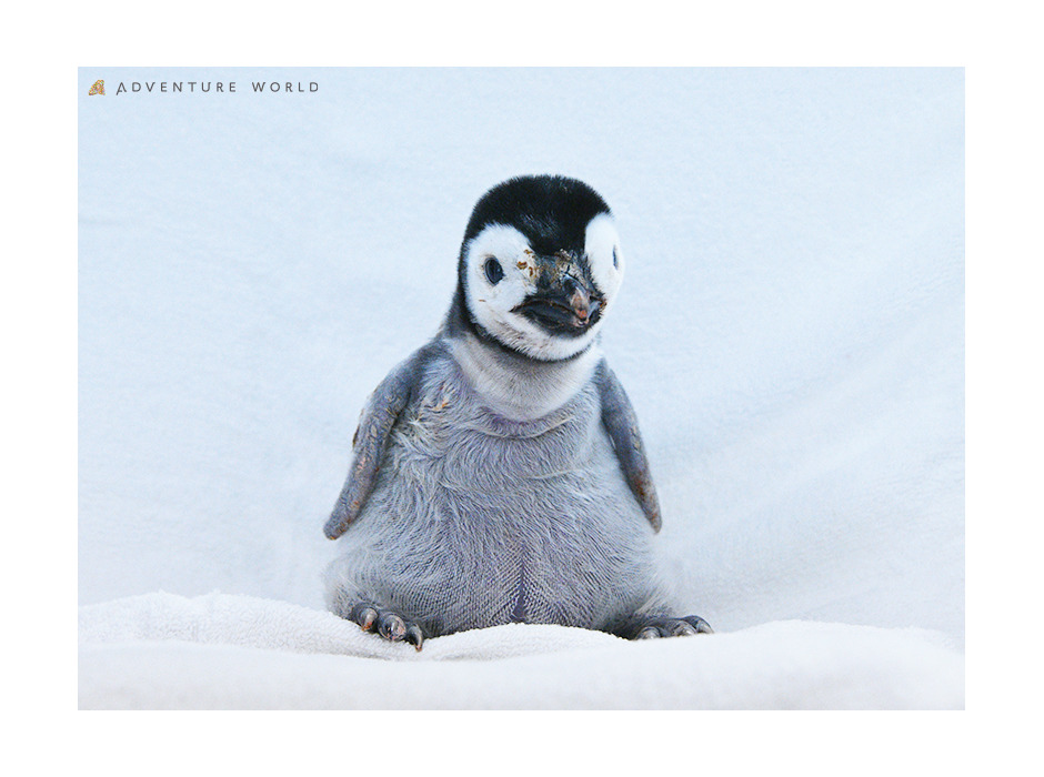 アドベンチャーワールド、エンペラーペンギンの赤ちゃんを自然育雛に向けて親鳥のもとへ