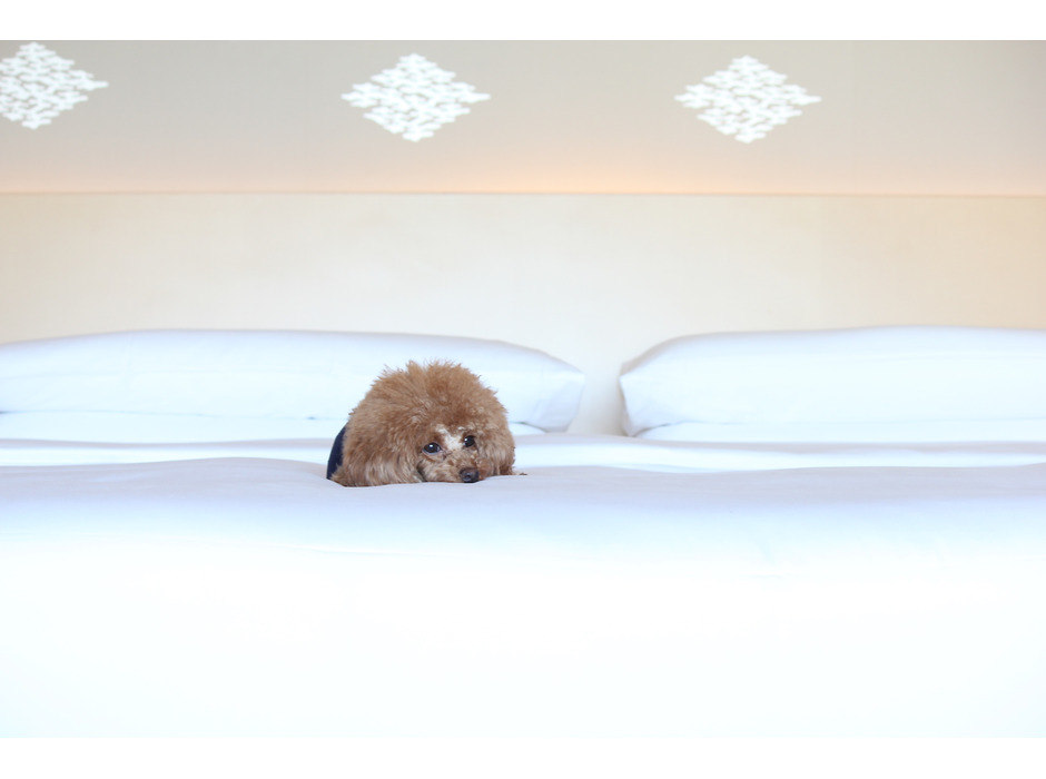ザ・キャピトルホテル 東急、「“愛犬の健康ごはんセミナー”付き宿泊プラン」を発売