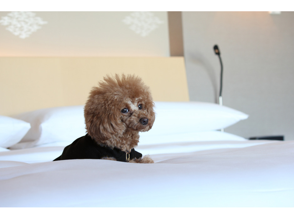 ザ・キャピトルホテル 東急、「“愛犬の健康ごはんセミナー”付き宿泊プラン」を発売