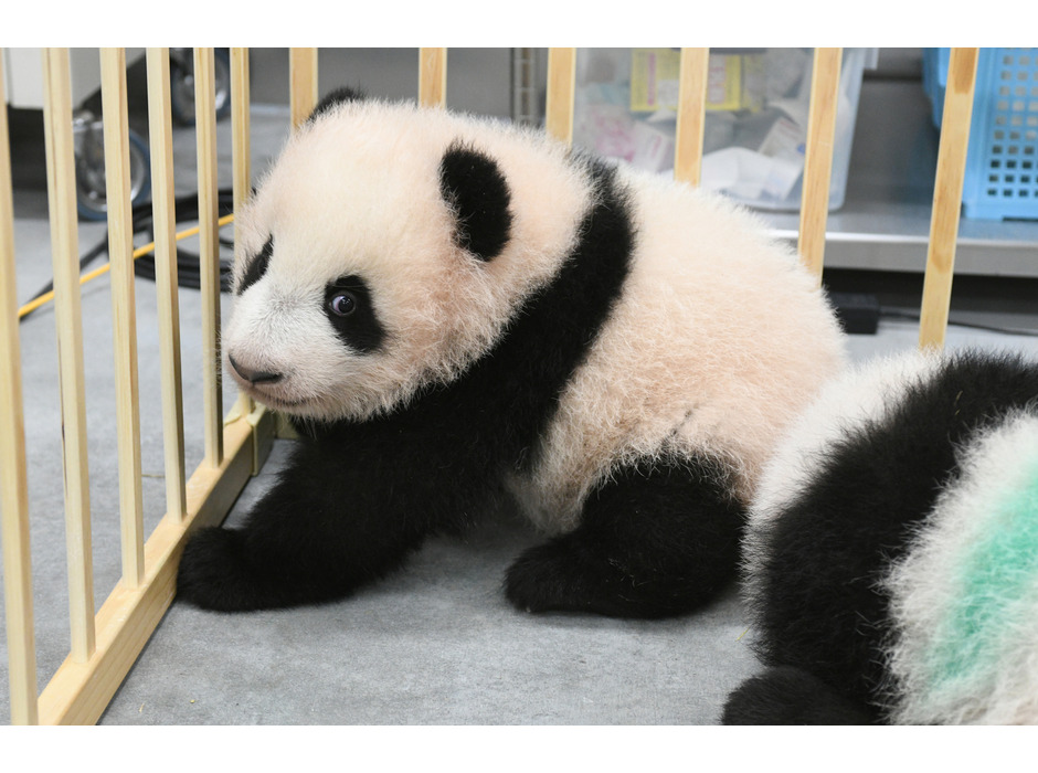 ジャイアントパンダのレイレイ（124日齢）／上野動物園