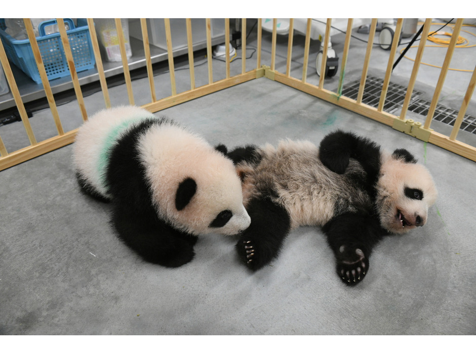 ジャイアントパンダの双子（左：シャオシャオ、右：レイレイ、ともに 124日齢）／上野動物園