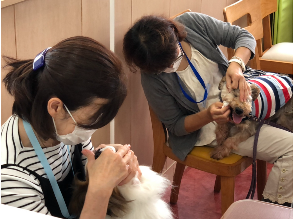 日本ペット歯みがき普及協会、「愛犬の健康寿命のための歯磨き教室」を開催