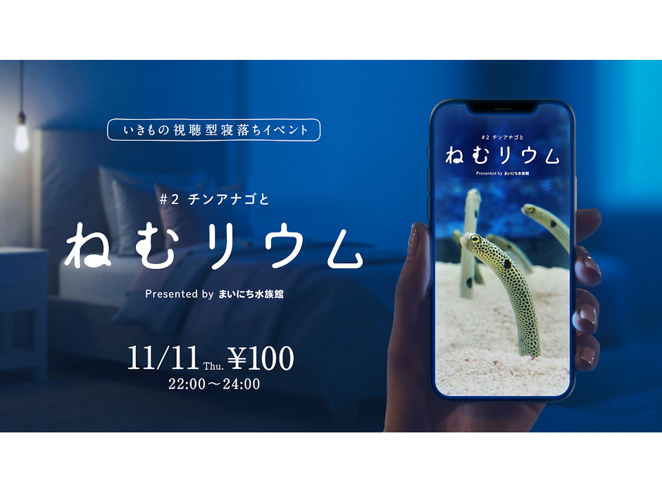 京都水族館、「11月11日はチンアナゴの日2021」を開催