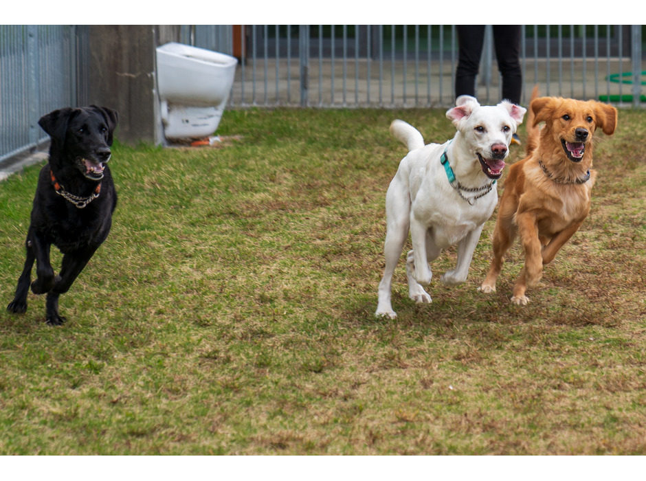盲導犬候補の若い犬たちがトレーニングを受ける