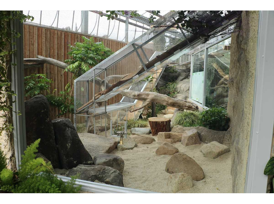 神戸どうぶつ王国、絶滅危惧種マヌルネコの繁殖に向けた新展示場をオープン