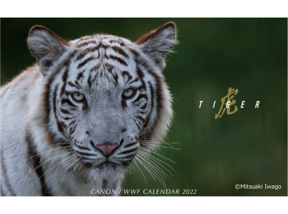 WWFジャパン、「キヤノン/WWF 岩合光昭カレンダー 2022」を発売