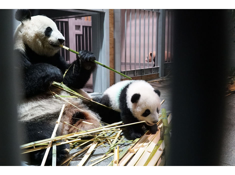 上野動物園のジャイアントパンダ・シンシンと双子（手前 ＝シャオシャオ、奥＝レイレイ）