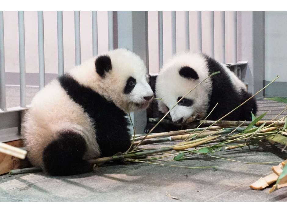 上野動物園の双子パンダ・レイレイ（左）とシャオシャオ（右）