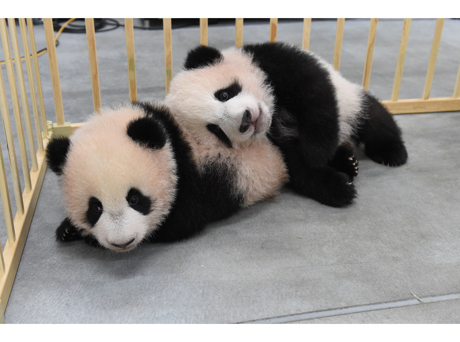 上野動物園のジャイアントパンダ・レイレイ（左）とシャオシャオ（右）