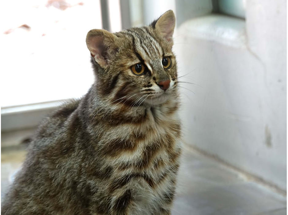 ズーラシアで人工授精による繁殖に成功した、ツシマヤマネコの子ネコ《写真提供 よこはま動物園ズーラシア・広報》