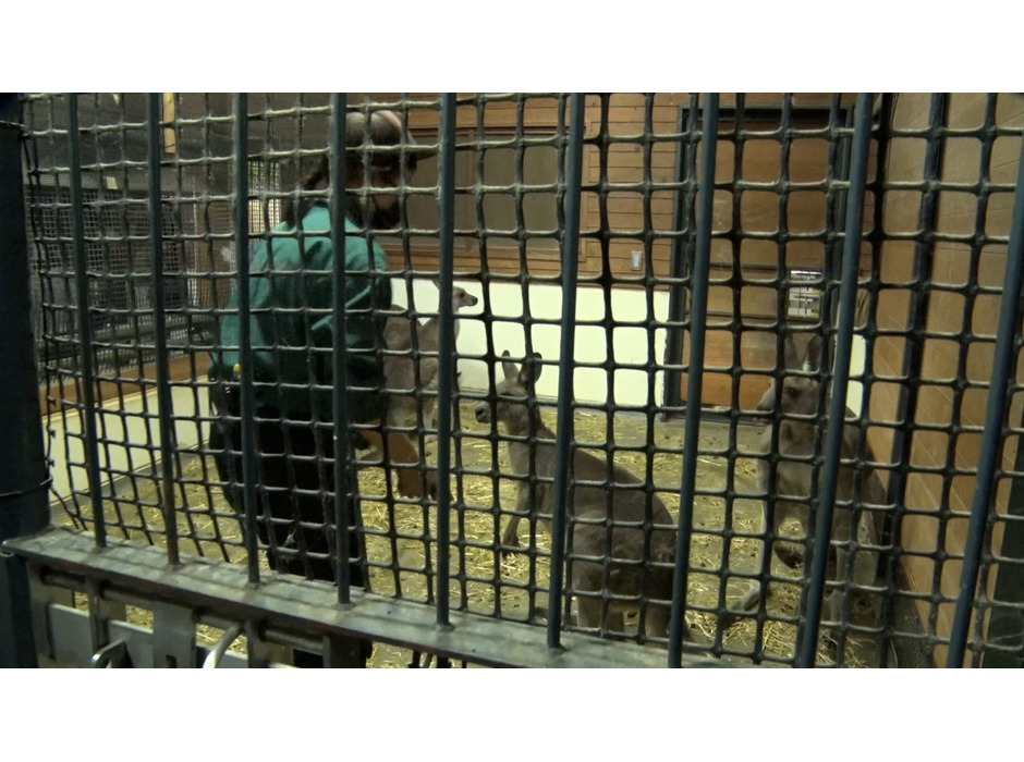 TBS系列「BACKSTAGE」、高知県立のいち動物公園を支える獣医に密着