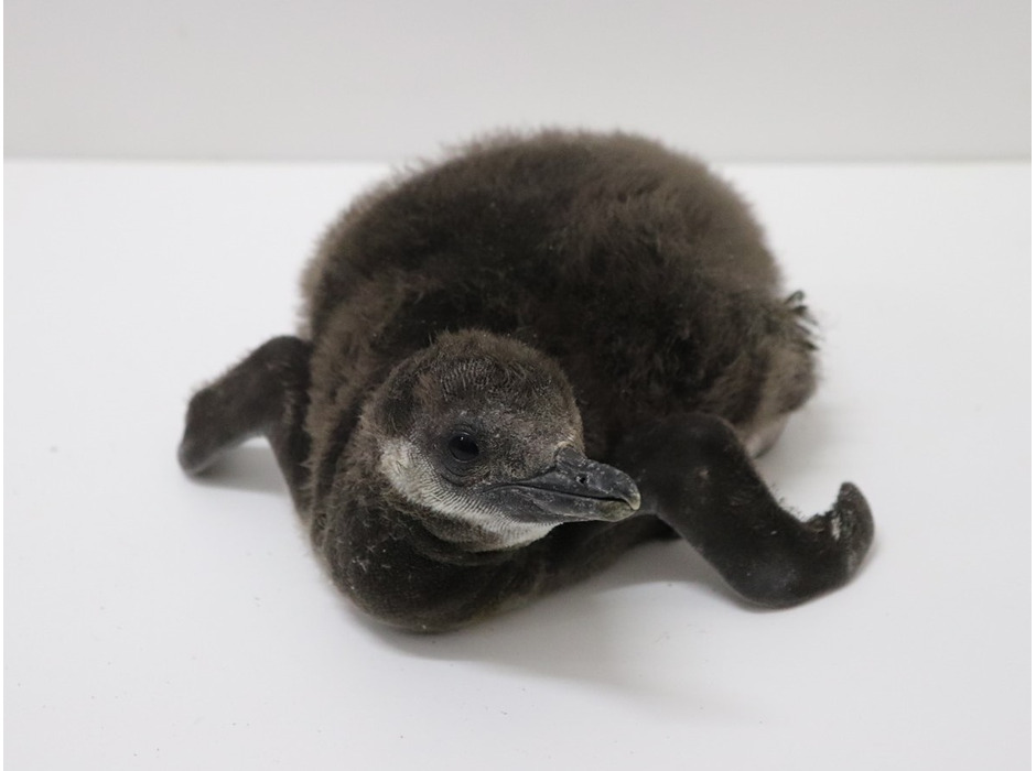 すみだ水族館、8年連続ペンギンの赤ちゃん誕生