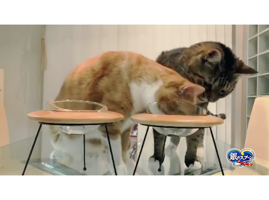 ユニ・チャーム、銀のスプーン「カリカリ合唱団」の猫104匹が「第九」を奏でる動画を公開