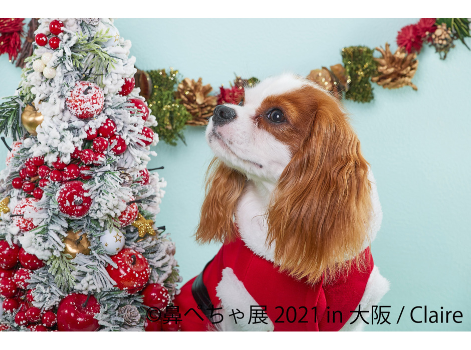 「鼻ぺちゃ展 2021」1年ぶりに大阪で開催、クリスマス限定フォトスポットや特典も