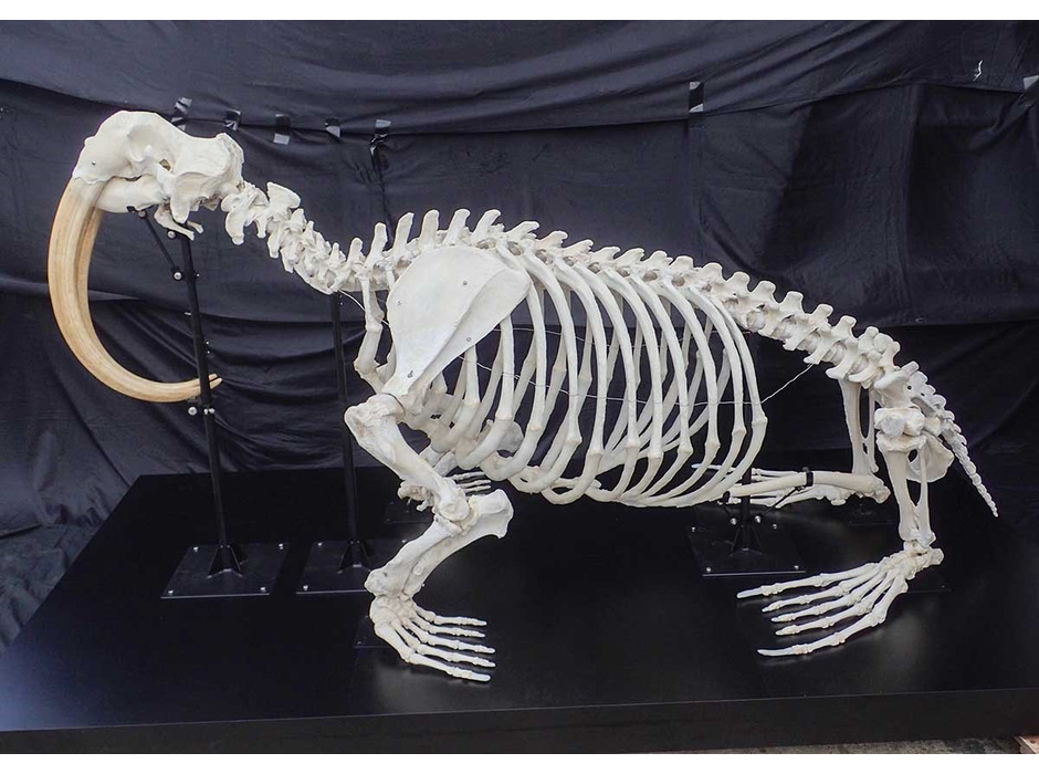 世界最大級のセイウチの全身骨格標本公開
