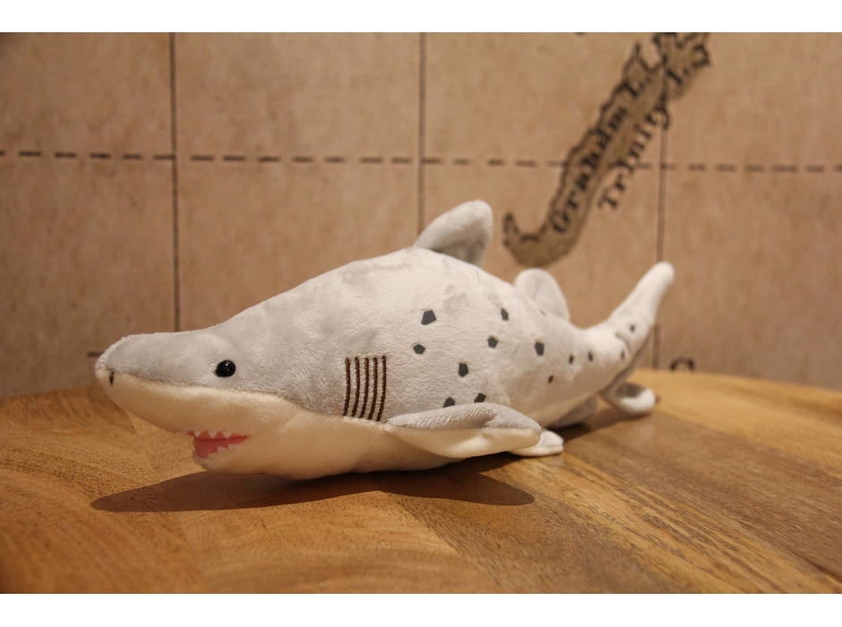 アクアワールド茨城県大洗水族館、「Shark Night inアクアワールド・大洗」を超サメ展のフィナーレとして開催