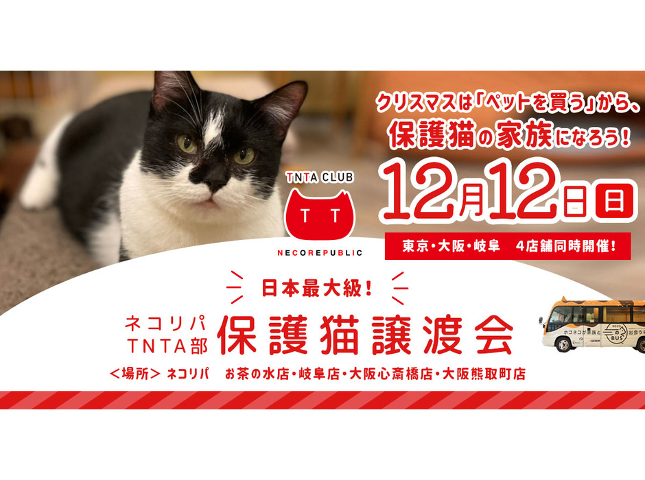 ネコリパブリック、東京・大阪・岐阜で保護猫譲渡会を同時開催