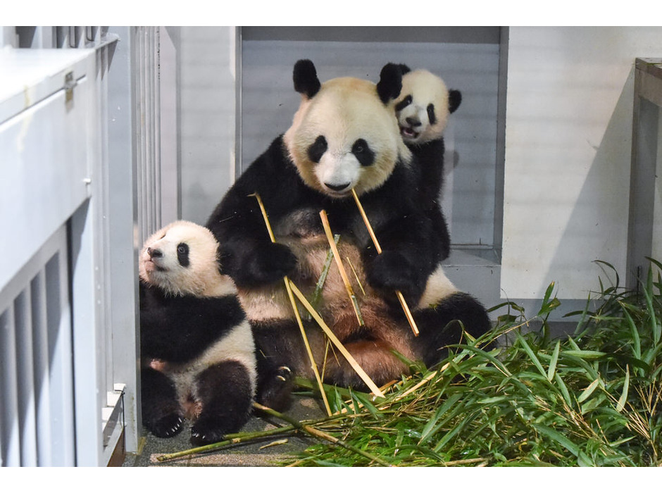 上野動物園のジャイアントパンダ・シンシンと双子（手前 レイレイ、奥 シャオシャオ）