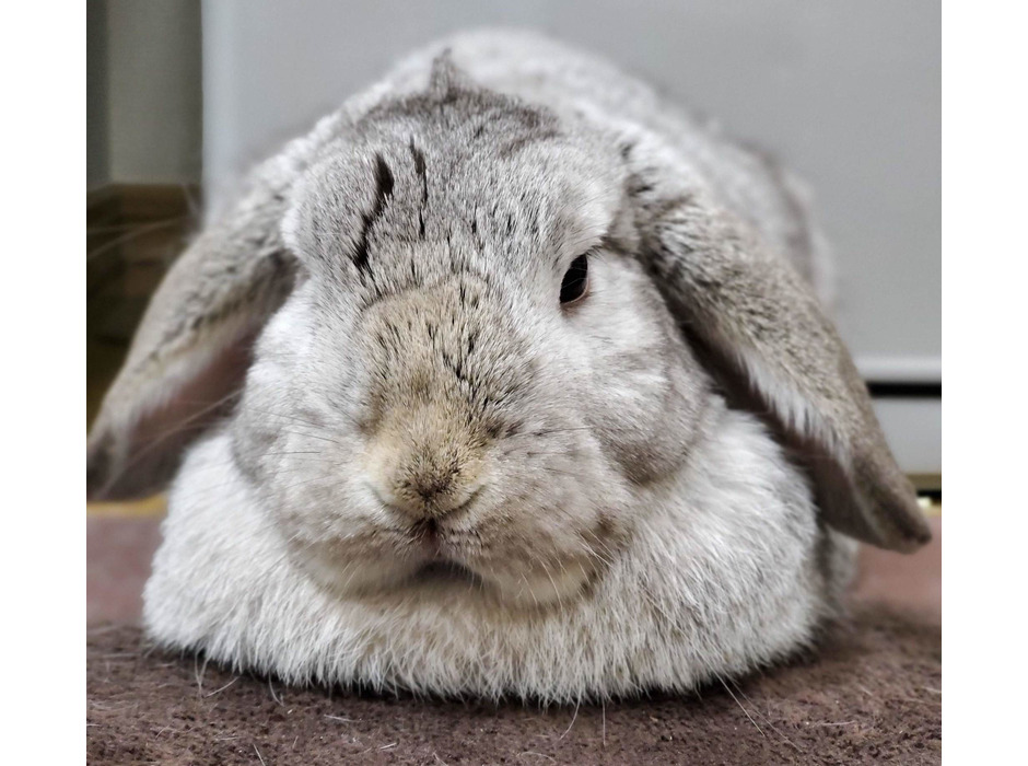 ホーランドロップイヤーのけまり