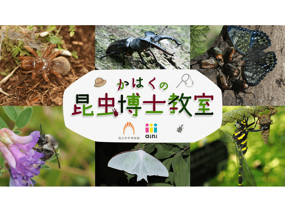 国立科学博物館×aini、「かはくの昆虫博士教室」を開講
