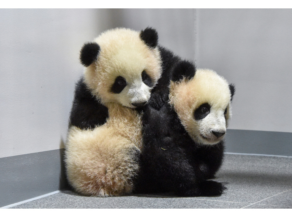 上野動物園のジャイアントパンダ・「レイレイ」（手前）と「シャオシャオ」（奥）