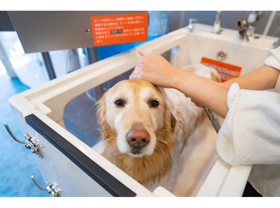 犬専用、シャワーヘッドから泡で出てくるシャンプーシステム発売