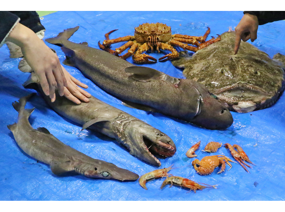 横浜・八景島シーパラダイス、深海生物を見て、さわって、知って、味わうイベント「深海生物まつり」を開催