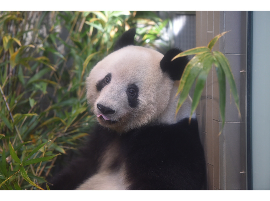 上野動物園のジャイアントパンダ・シャンシャン