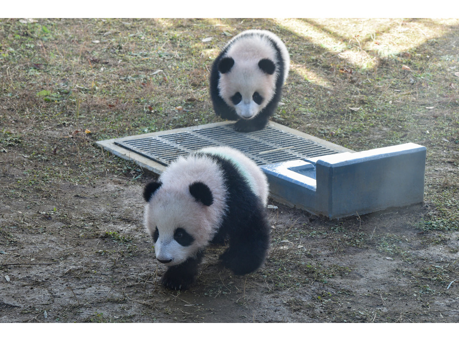 上野動物園の双子パンダ・シャオシャオ（手前）とレイレイ（奥）ともに180日齢）