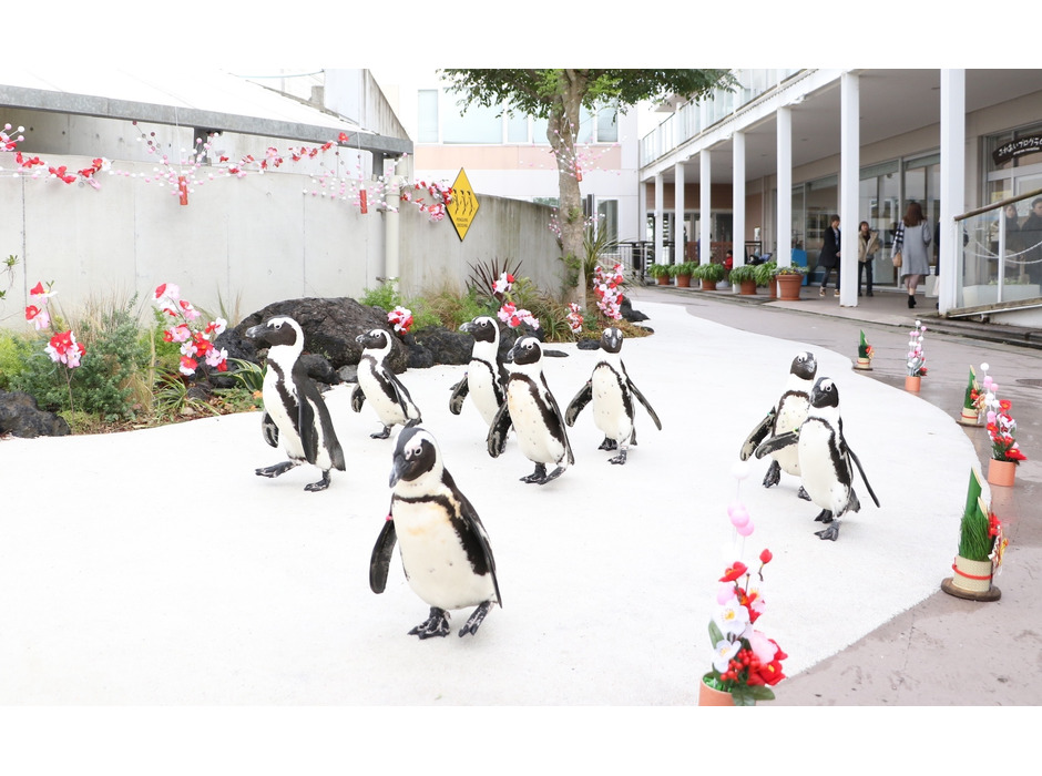 新春ペンギンパレード