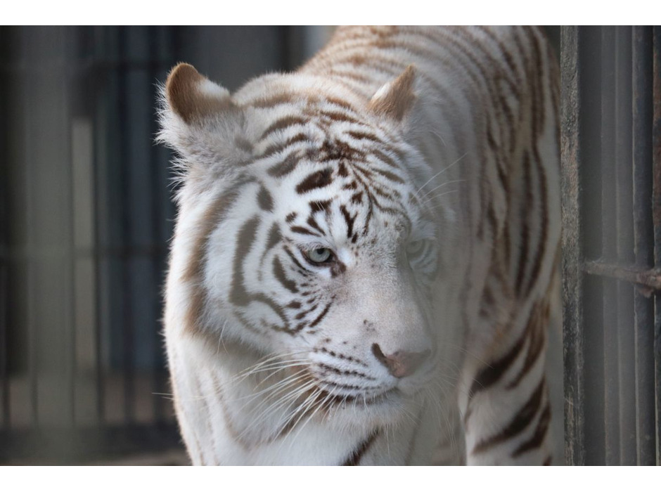 宇都宮動物園のホワイトタイガー