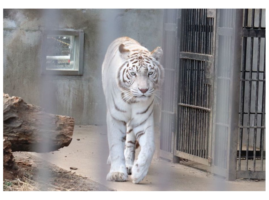 宇都宮動物園のホワイトタイガーとアムールトラ
