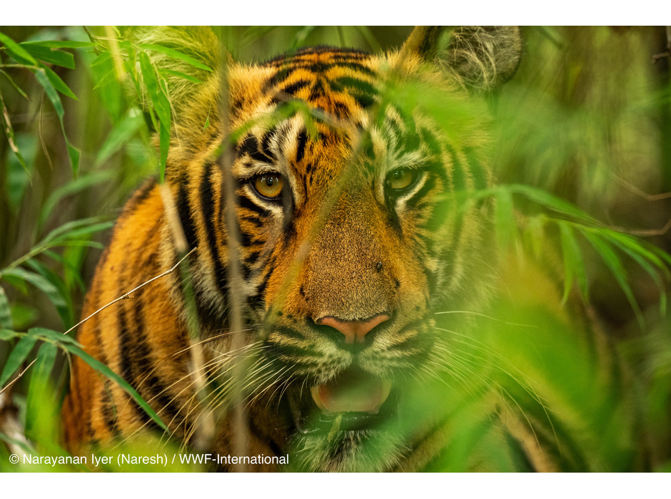 トラ © Narayanan Iyer (Naresh) / WWF-International