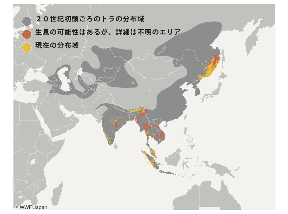 トラの生息地図（WWF Tiger Alive Initiative ウェブサイトよりWWFジャパンが作成）©WWF Japan