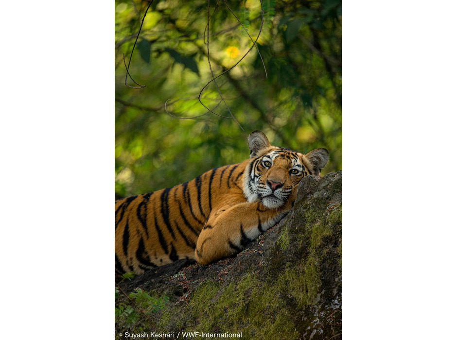 トラ© Suyash Keshari / WWF-International